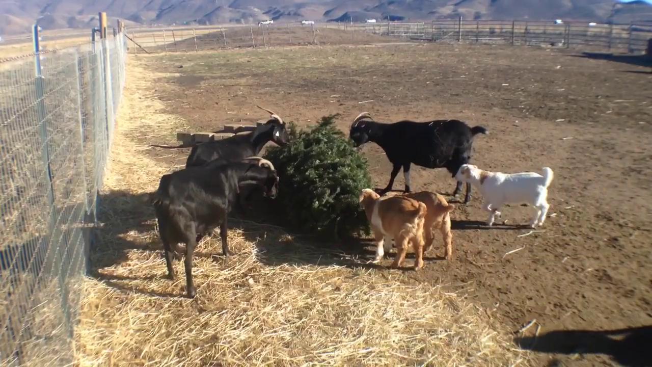 Kecskék tüntetik el a karácsonyi fenyőhullákat Nevadában