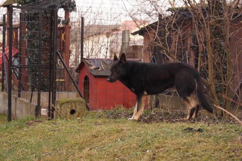 Lujzi kutya, őstermelő