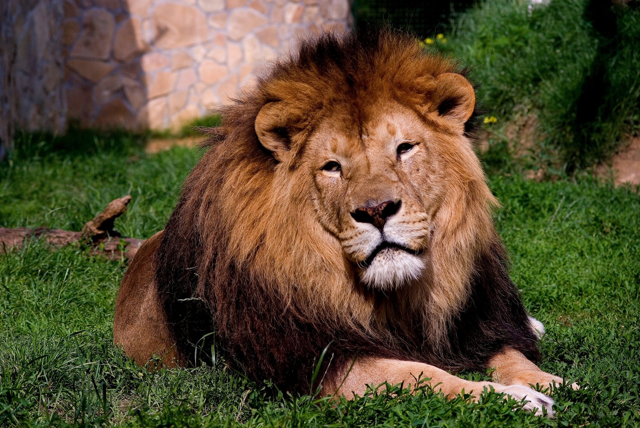 Elpusztult Leo, a pécsi oroszlán