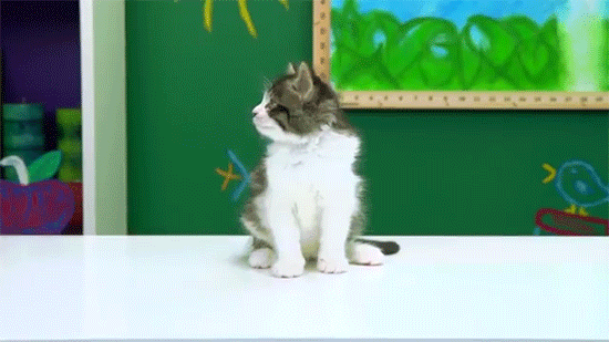 Ne! Cicák néznek híres videókat és ilyen cukin reagálnak rájuk