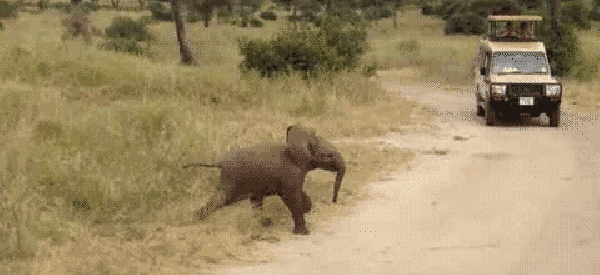 Kis elefántok ismerkednek saját ormányukkal