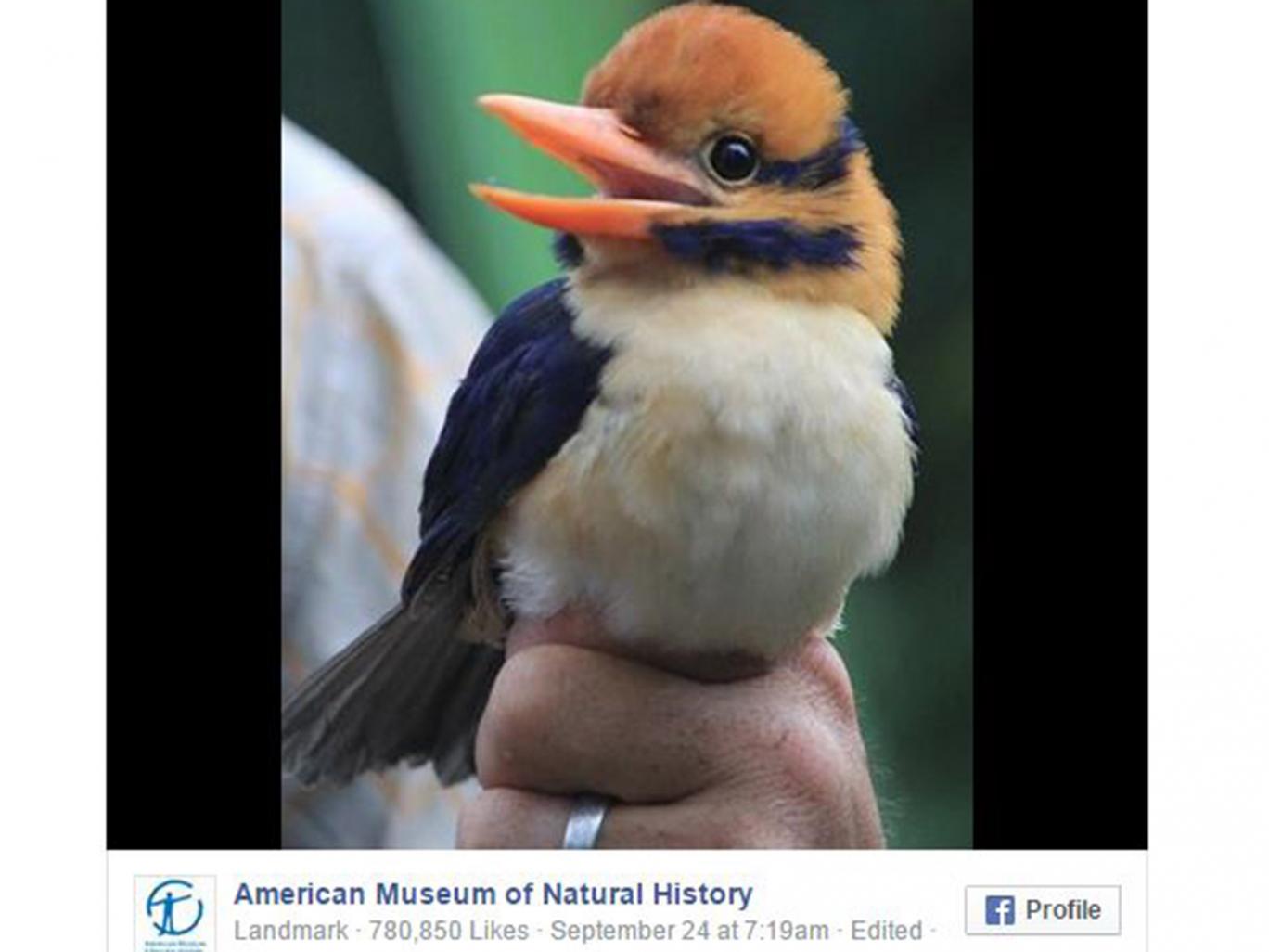 Nyugati kutatóknak először sikerült lefényképezni egy nagyon ritkán látható madarat. Majd rögtön meg is ölték. 