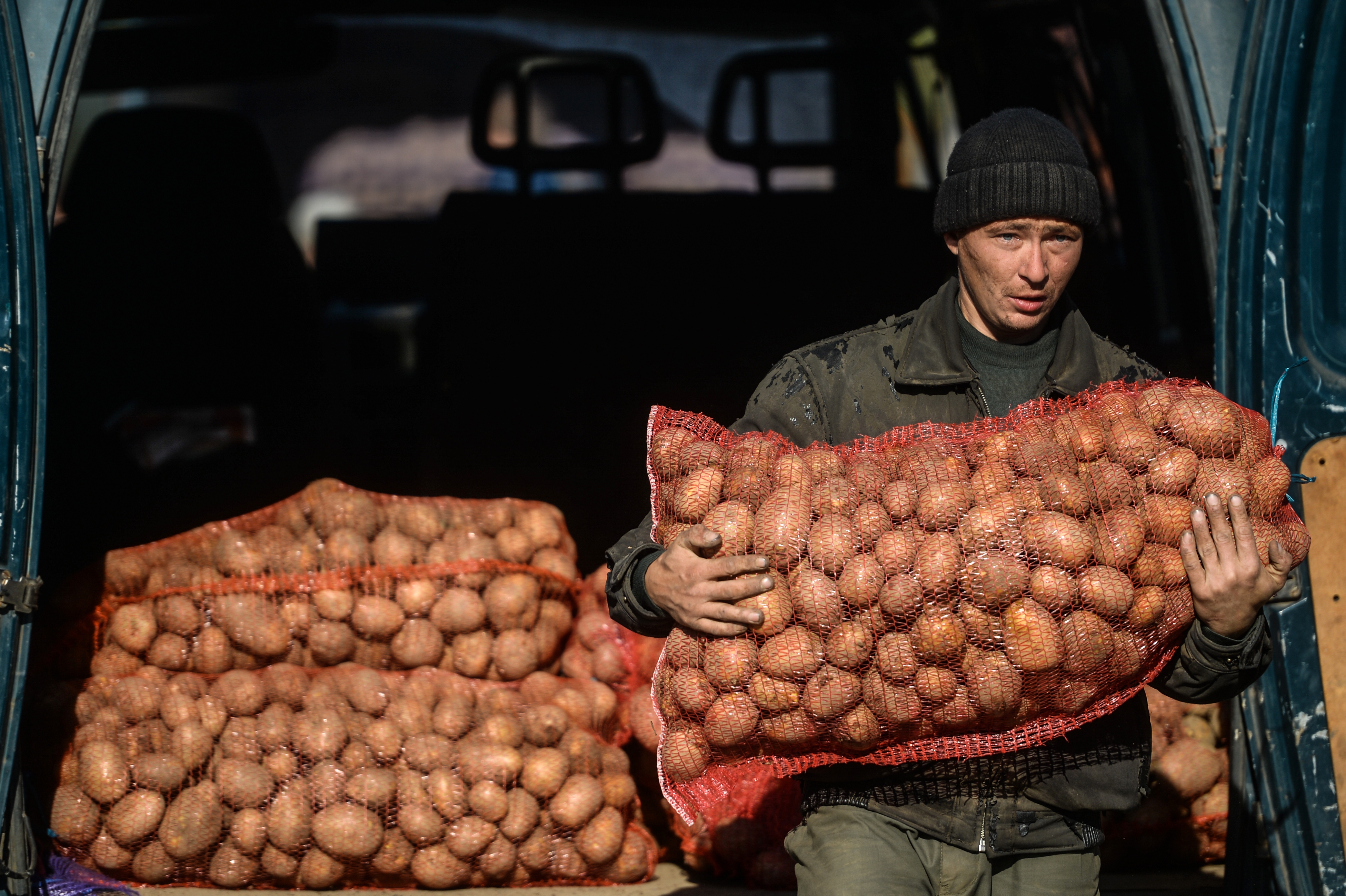 Krumplikarantén van Szécsényben, pusztul a burgonya