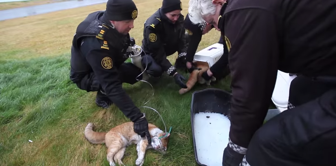 Zajlik az élet Izlandon, oxigénmaszkokkal mentették meg három macska életét a rendőrök