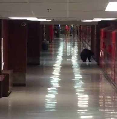 Benézett egy medve az iskolába