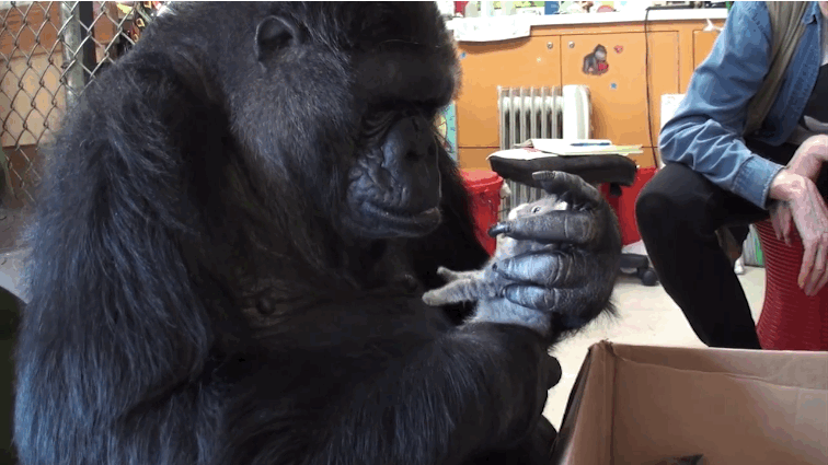 Kiscicák voltak vendégek és az ajándék is a jelbeszélő gorilla 44. születésnapján