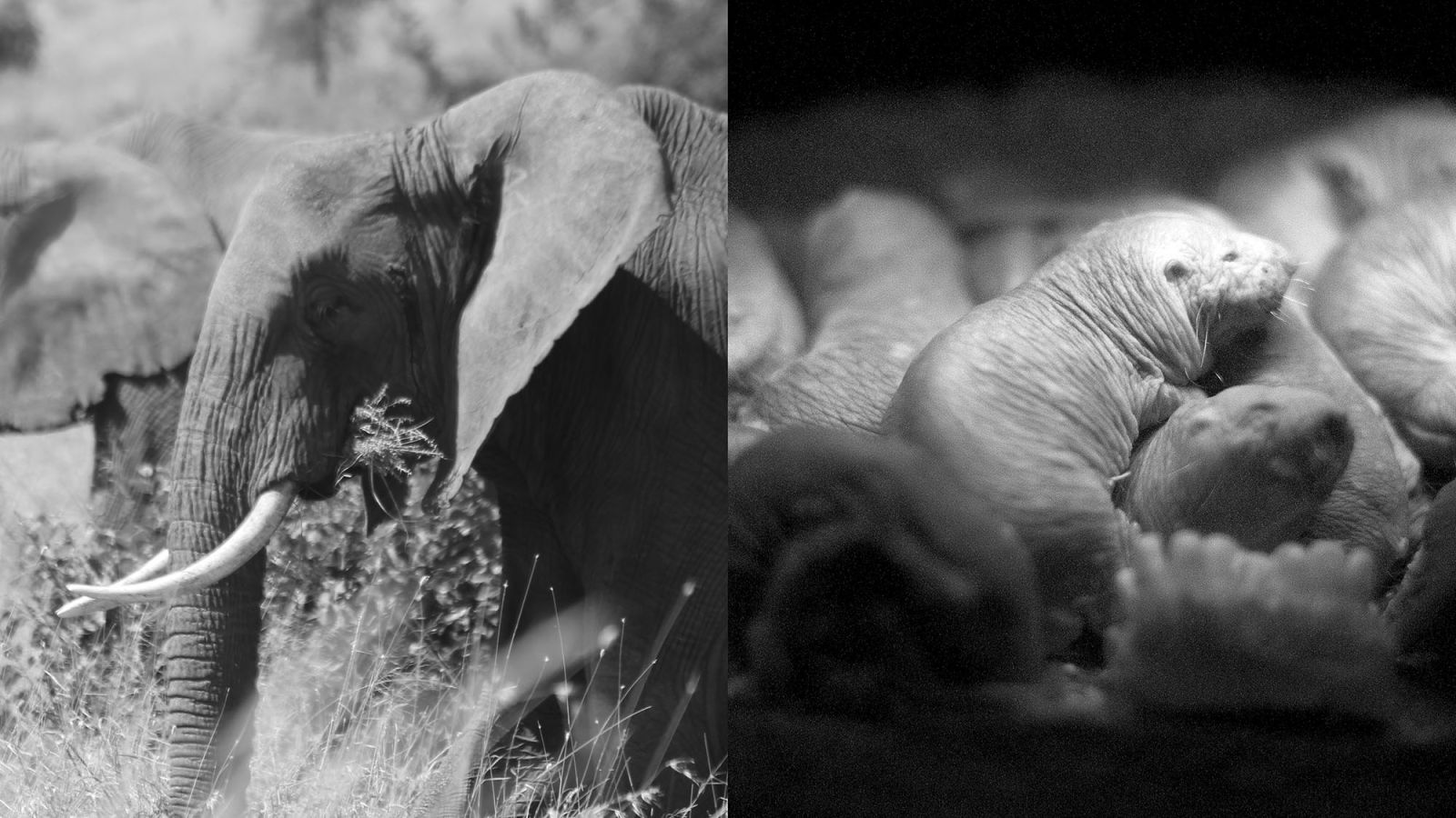 Miért ritkán rákos az elefánt (és a csupasz turkáló)?