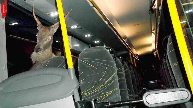 Elfoglalt egy távolsági buszt az osztrák csodaszarvas