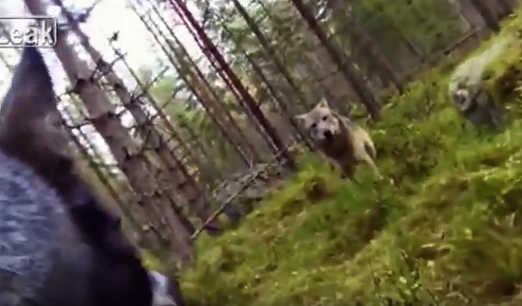 Egy vadászkutya videóra vette, ahogy két farkas majdnem széttépi