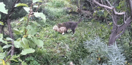 Foglyul ejtett és brutálisan megvert egy tigrist egy cirmos cica