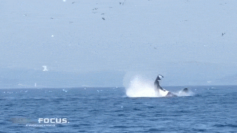 BOMBA!!!! Így tanítja repülni a gyilkos bálna az eltévedt fókát