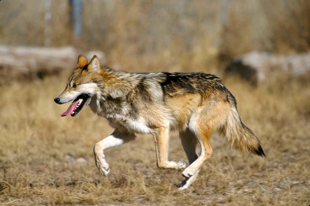 A lepuffantott farkas miatt felfüggesztette a pécsi állatkert tagságát a Magyar Állatkertek Szövetsége