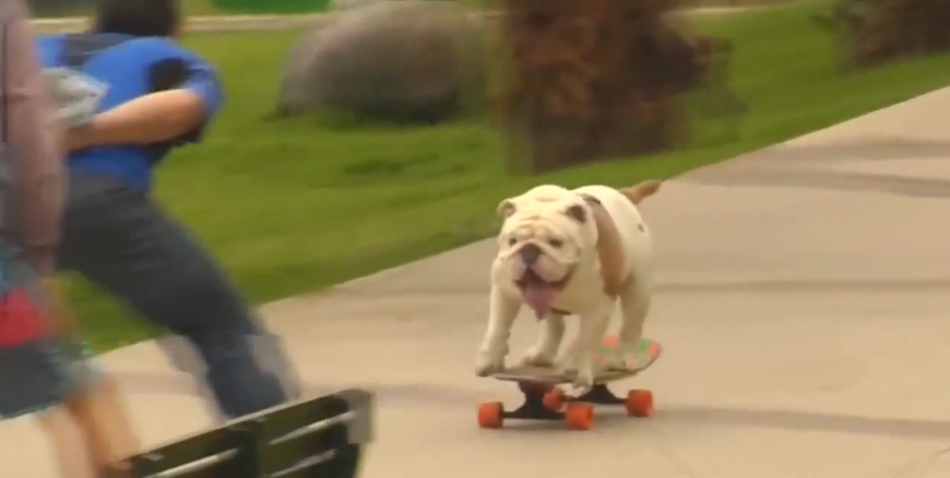 BRÉKING: Gördeszka-világrekordott döntött egy bulldog