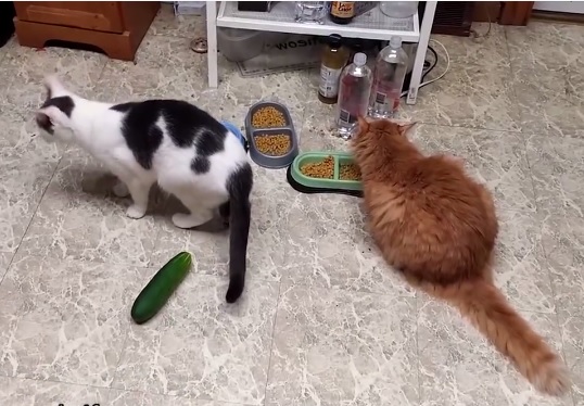 Tudod mitől rettegnek a macskák? Az uborkától!