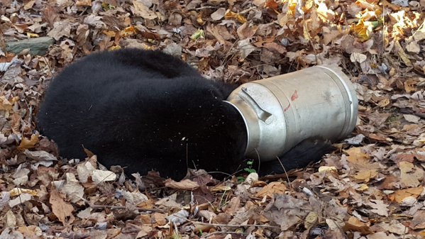 Tejeskannába szorult a medve feje, elektromos kézifűrésszel szabadították ki