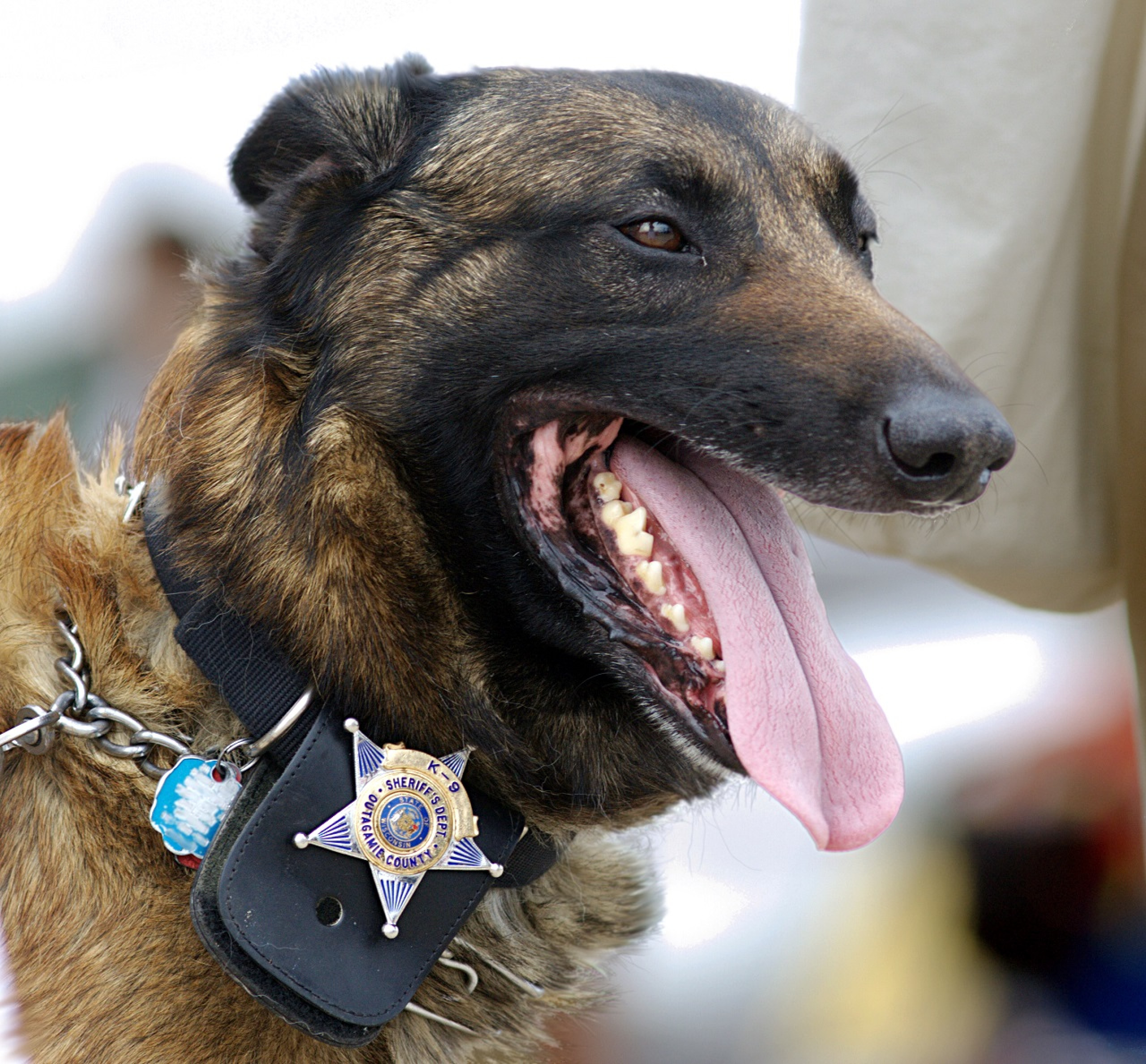 Служащая собака. K-9 овчарка. Овчарка к9. Малинуа к9. Полицейская собака к 9.