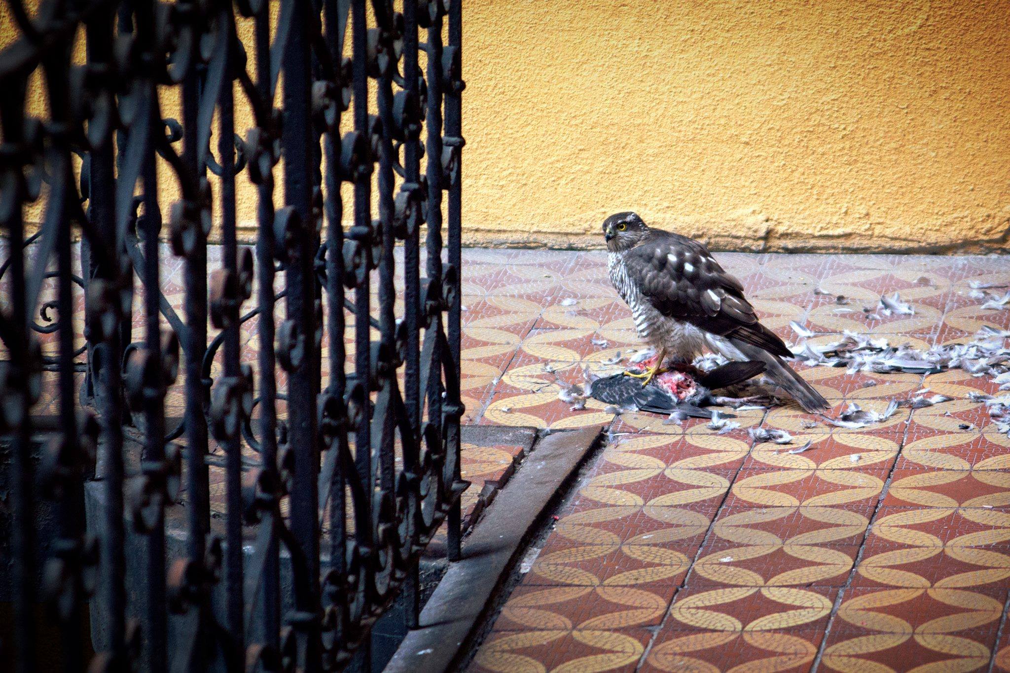 Vérengző madár tép szét egy másikat a Ráday utcában