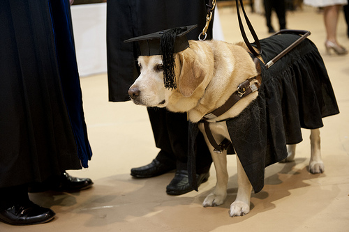 Tiszteletbeli diplomás lett a segítő kutya, aki gazdája mellett végigülte az összes egyetemi órát