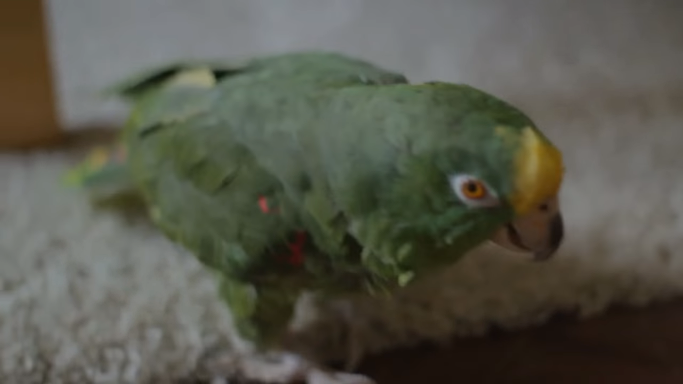 Hát, ez a papagáj sem fog fizikai Nobel-díjat kapni az idén