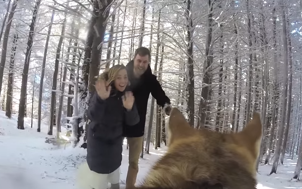 Jó esküvői videóst keresel? Bízd rá a kutyádra!
