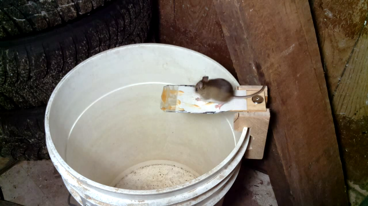 A belga alagutak tervrajzait megehették az egerek