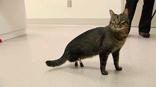 Vincent, a macska, aki 3D nyomtatott hátsó lábakat kapott