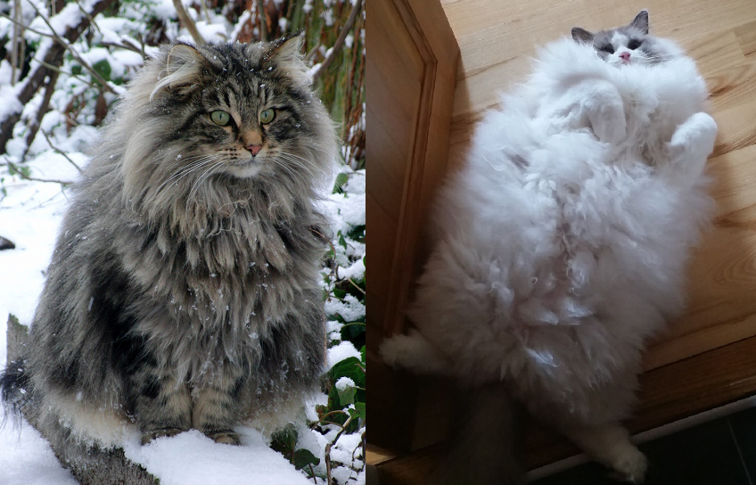 10 nagyon bundás cica, akik azonnal elmulasztják a téli depressziódat