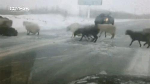 Bárányok a jeges úton: az összes elesik