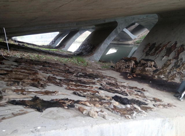 Kutyabőrök százait találták meg Kínában egy híd alatt
