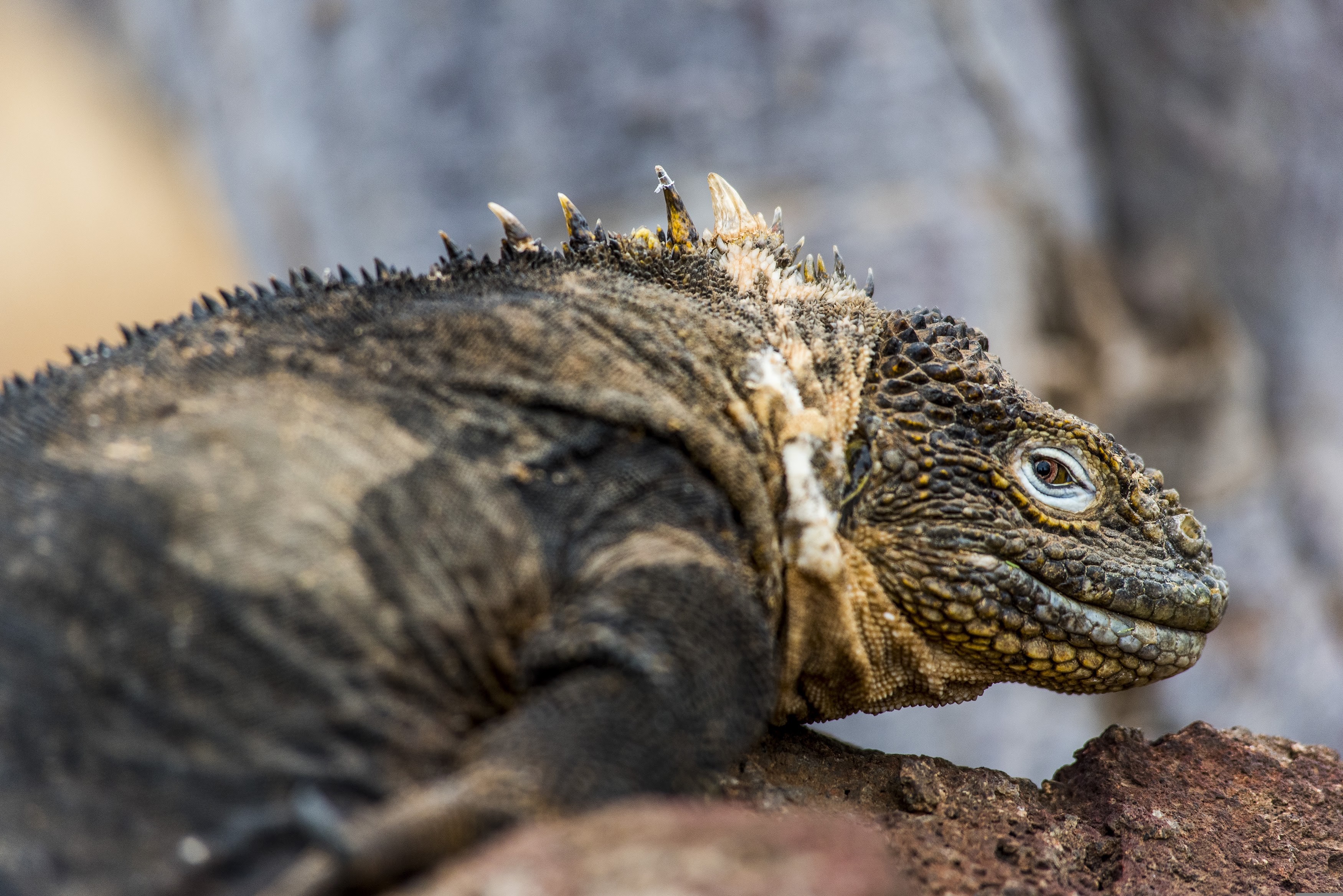 Csodás lények a Galápagos-szigeteken: mesebeli teknősök, sárkányszerű leguánok és Darwin pintyei