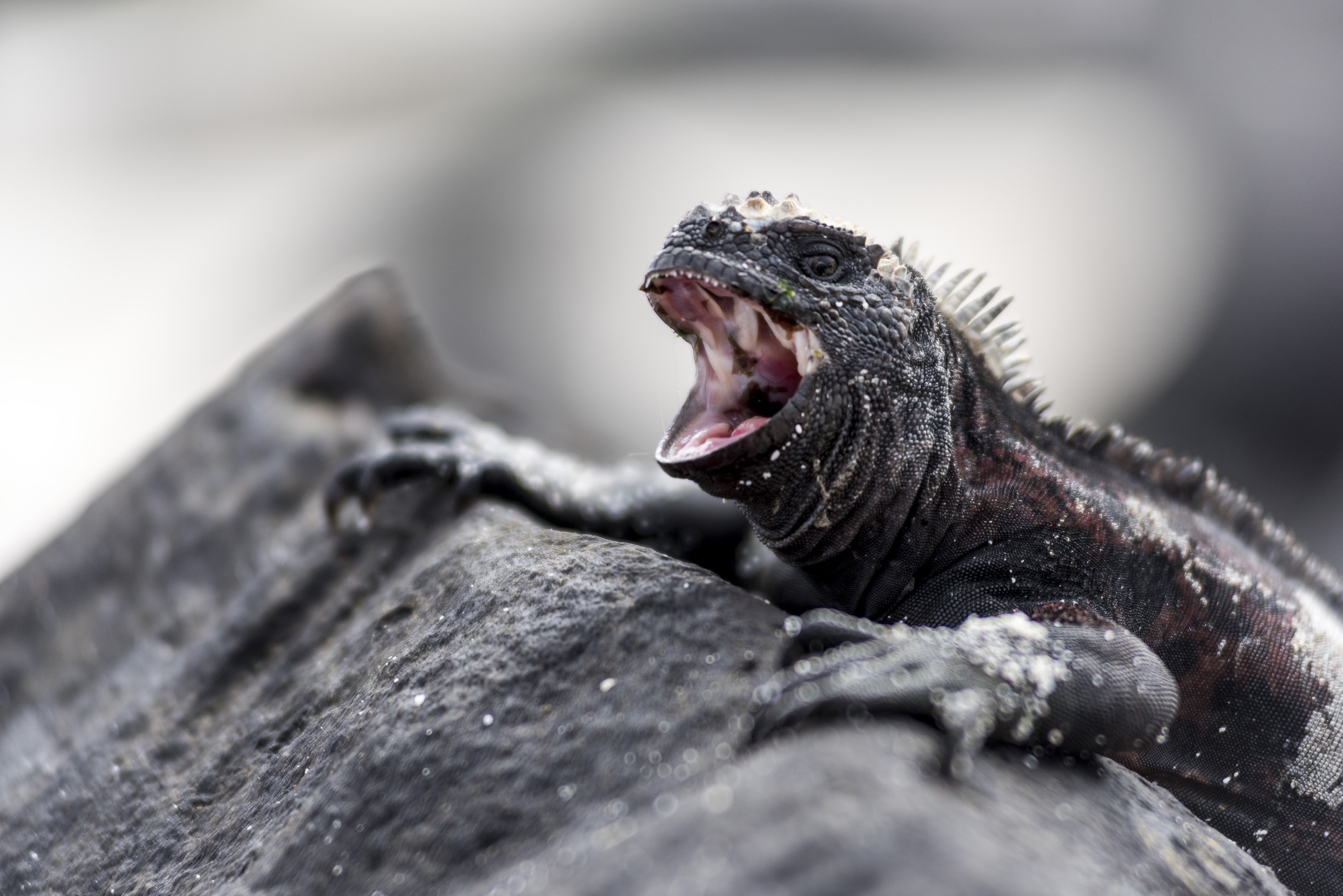 A Galápagos-szigeteken megvalósul az állatvédők álma: csak néma petárdákat engedélyez a kormány szilveszterkor