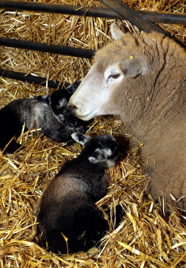 Szeplőtlenül fogant bárányok születtek