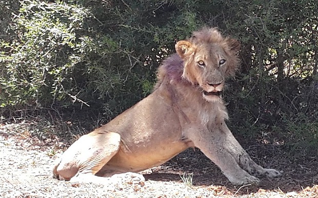 Haldokló oroszlán várta a safari park látogatóit