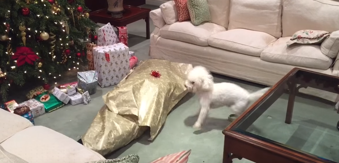 A legszebb karácsonyi ajándék egy kutyának? Persze, hogy a saját gazdája