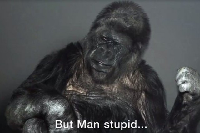 A világ leghíresebb gorillája szerint hülyék az emberek