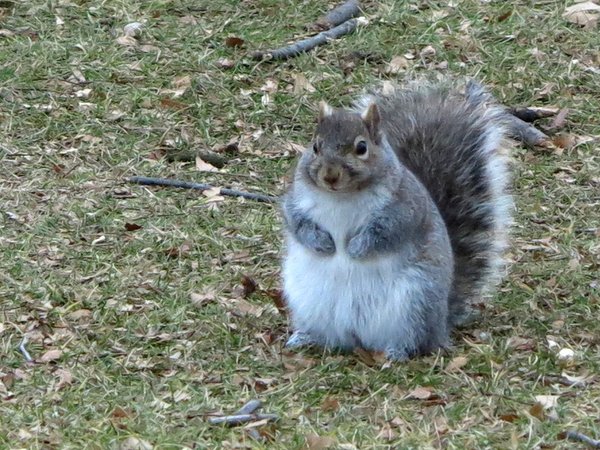 Az enyhe tél miatt világszere nagyon elhíztak a mókusok