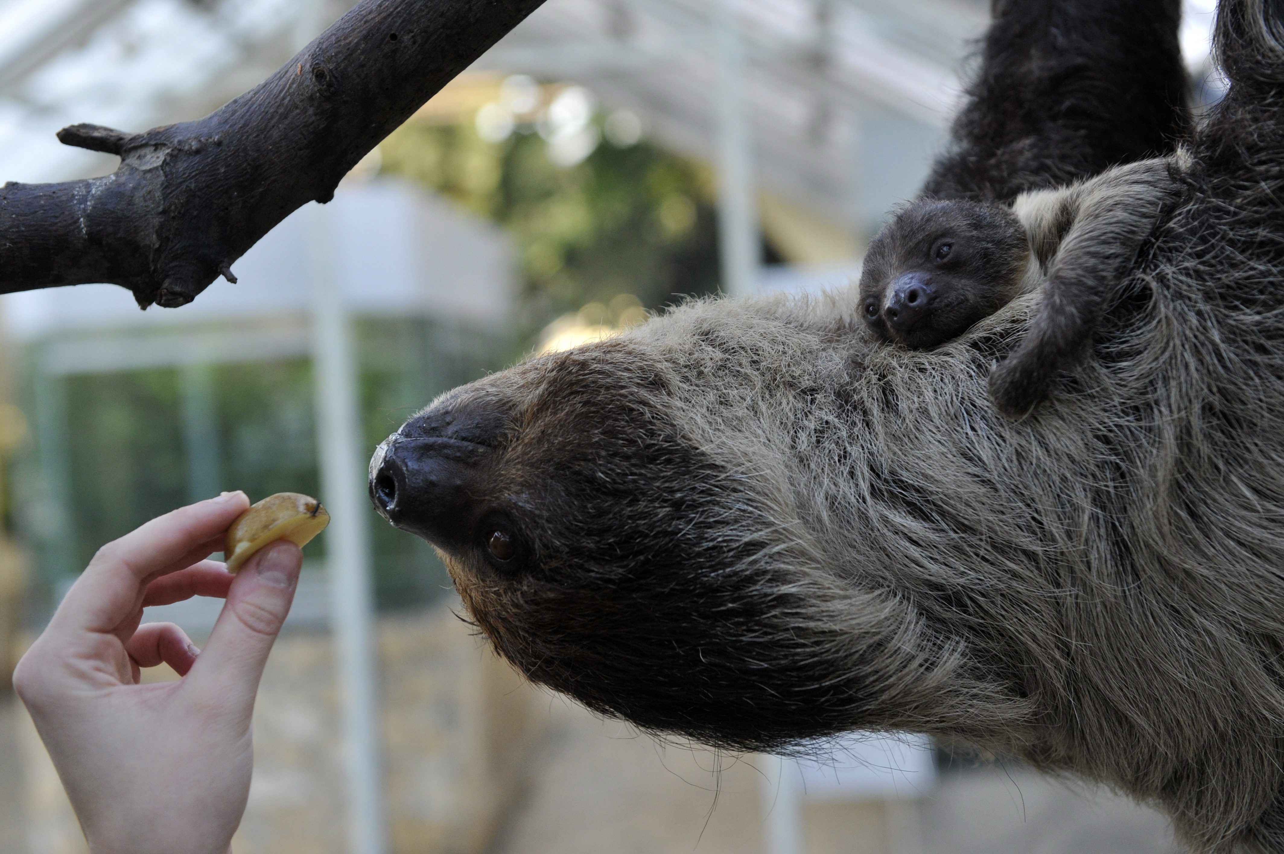 Közveszélyesen aranyos lajhár született a budapesti állatkertben