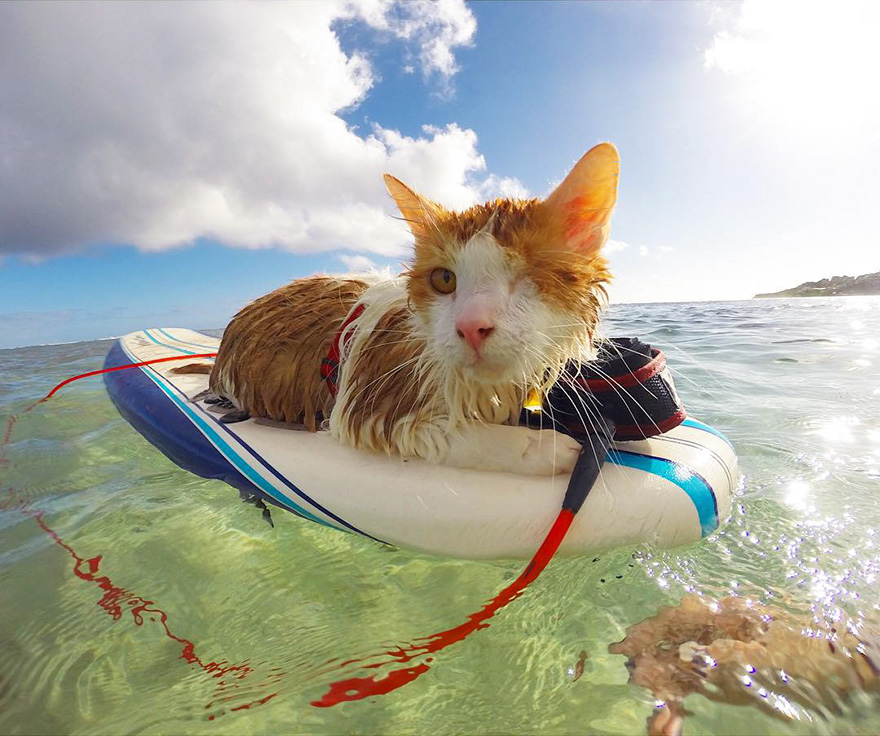 A félszemű szörfözős macska a maximum, amit ma az internet kínálni tud