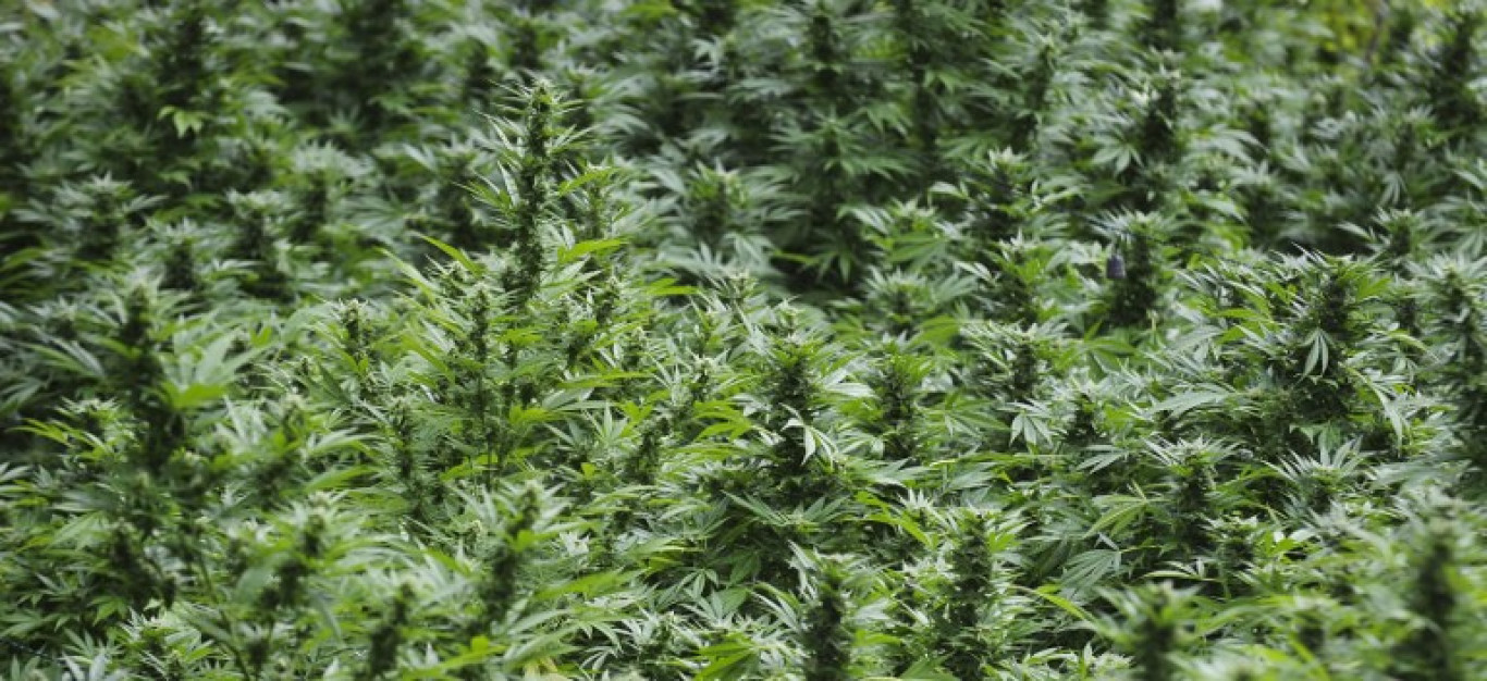 Észak-Macedónia történetének legjelentősebb marihuána lefoglalását ünneplik a helyi hatóságok