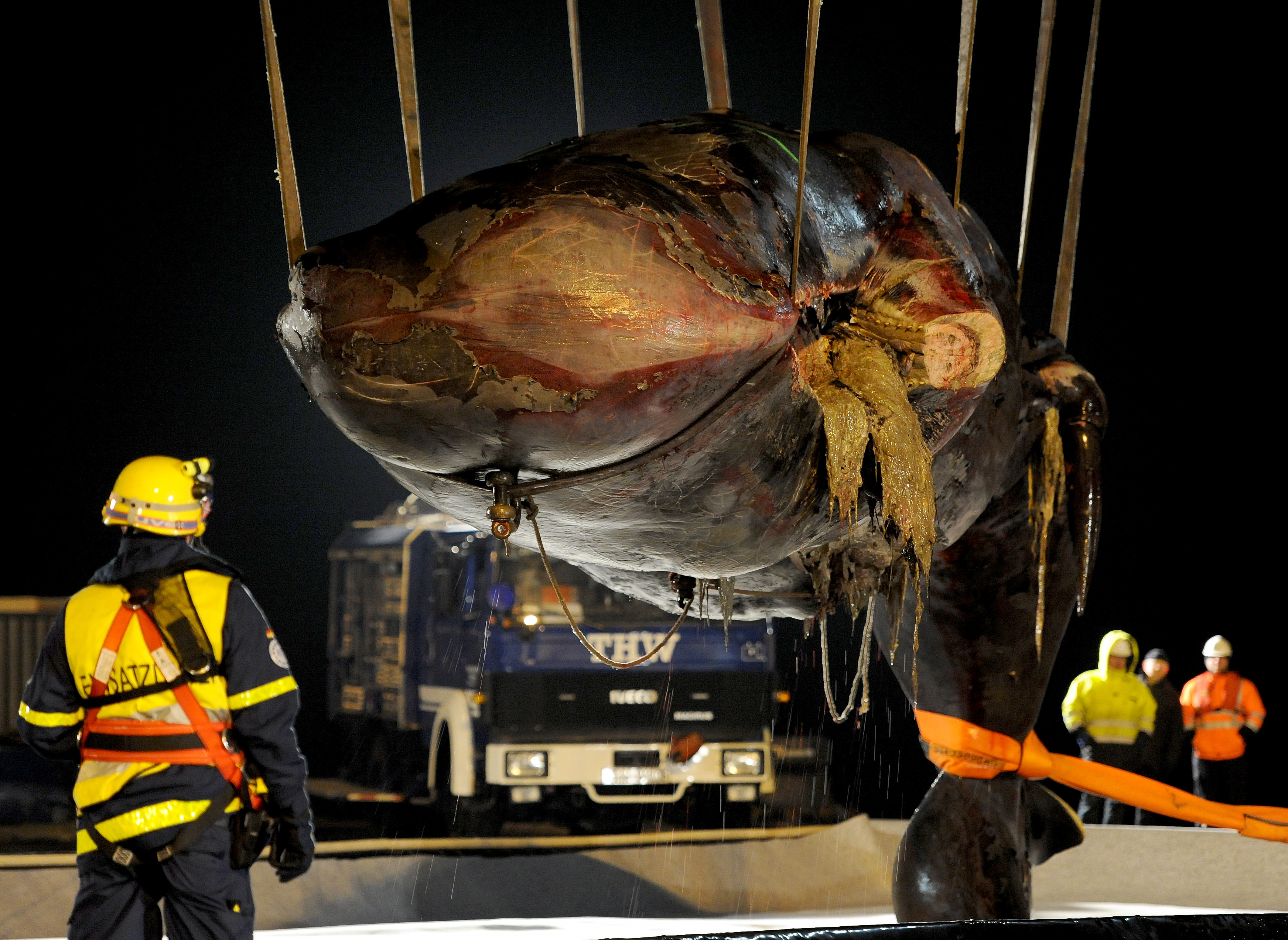 Éhen halhattak a holland és német partoknál elpusztult bálnák