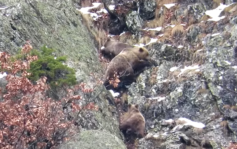 Az enyhe tél miatt elmaradt a medvék téli álma a Pireneusokban