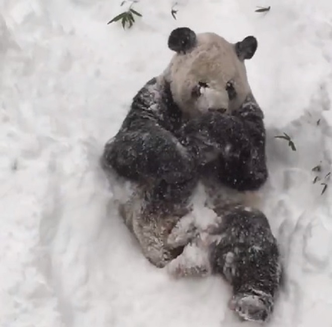 Megnézed, ahogy ez a panda játszik a hóban, és minden bajodat elfelejted