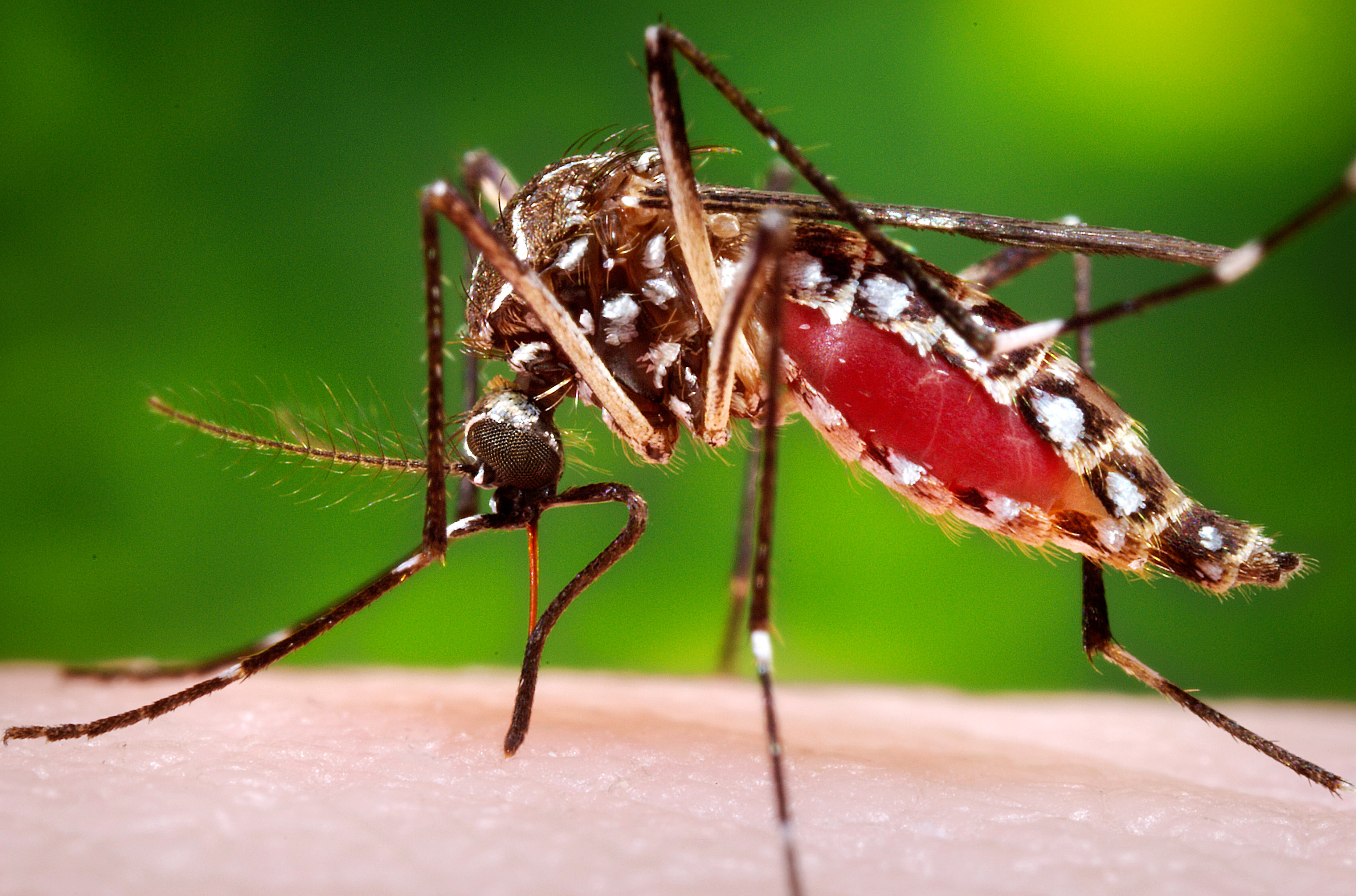 Több százmillió génmódosított szúnyogot eresztenek szabadon Florida szigetein