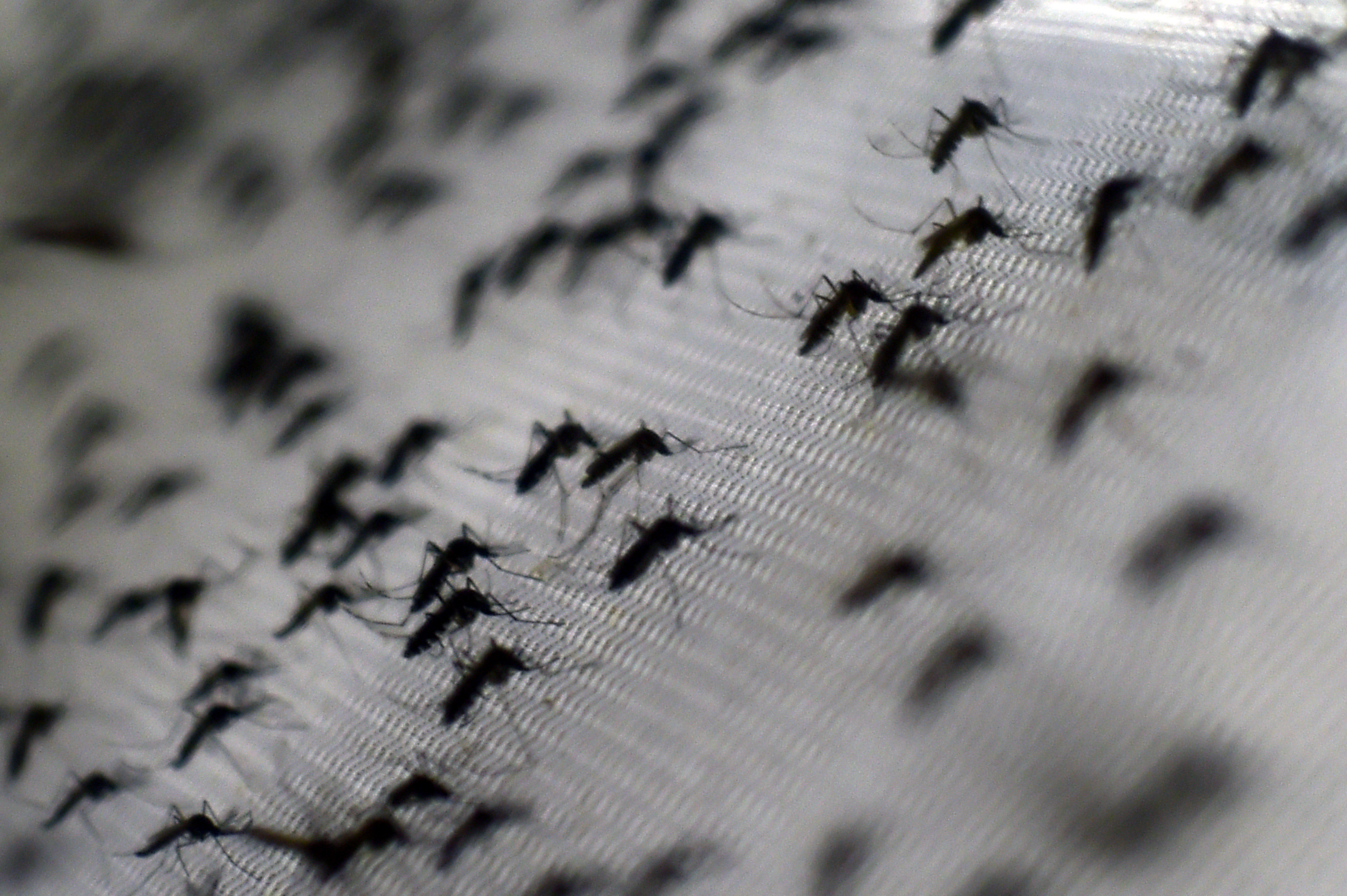 Nem lesz elég szúnyogunk egy európai Zika-járványhoz