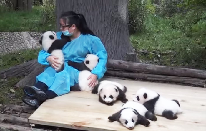 Itt az év álláshirdetése: egész napi pandasimogatás egy csomó pénzért
