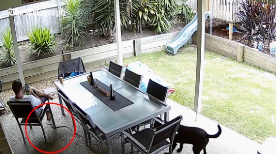 Ha nem ilyen bátor a kutyája, ezt az ausztrál férfit már halálra marta volna egy kígyó