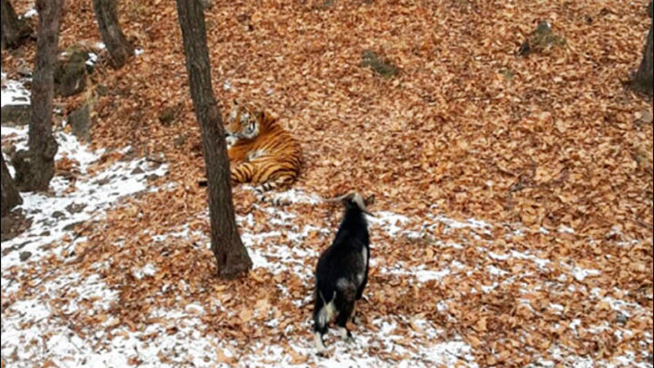 Fontos kérdés Oroszországban: a tigris-kecske-barátság vajon melegpropaganda-e?!