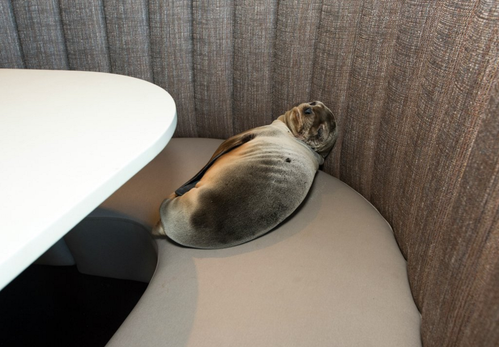 Beteg fókabébi aludt a kaliforniai étterem szeparéjában