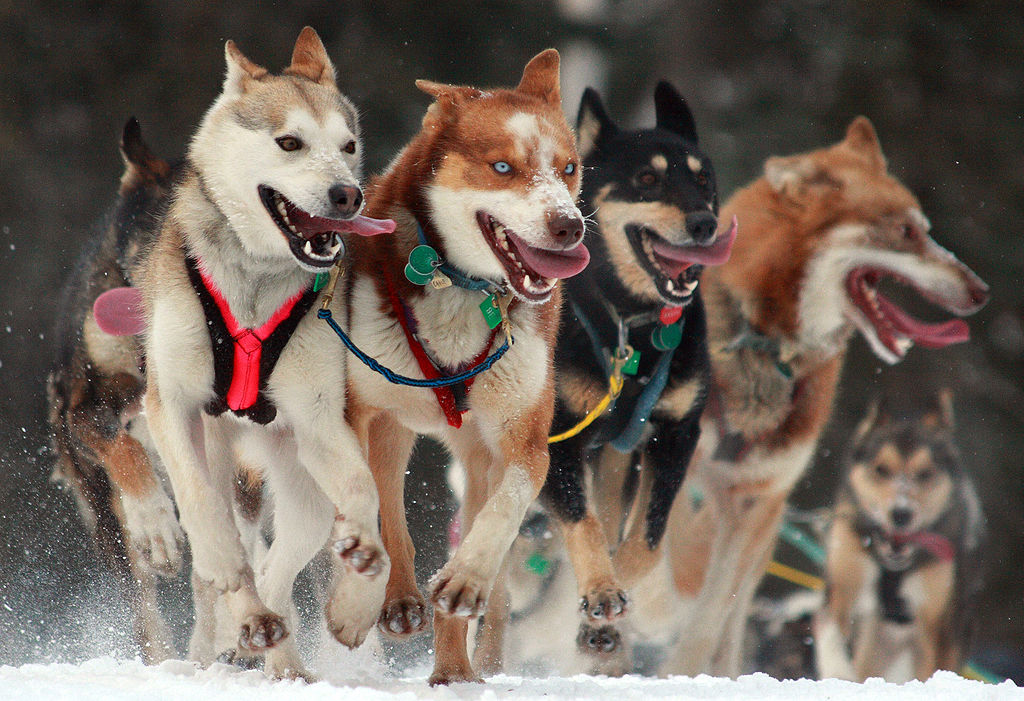 A világ legnehezebb szánhúzó versenyén kutyák akadtak fent a doppingteszten