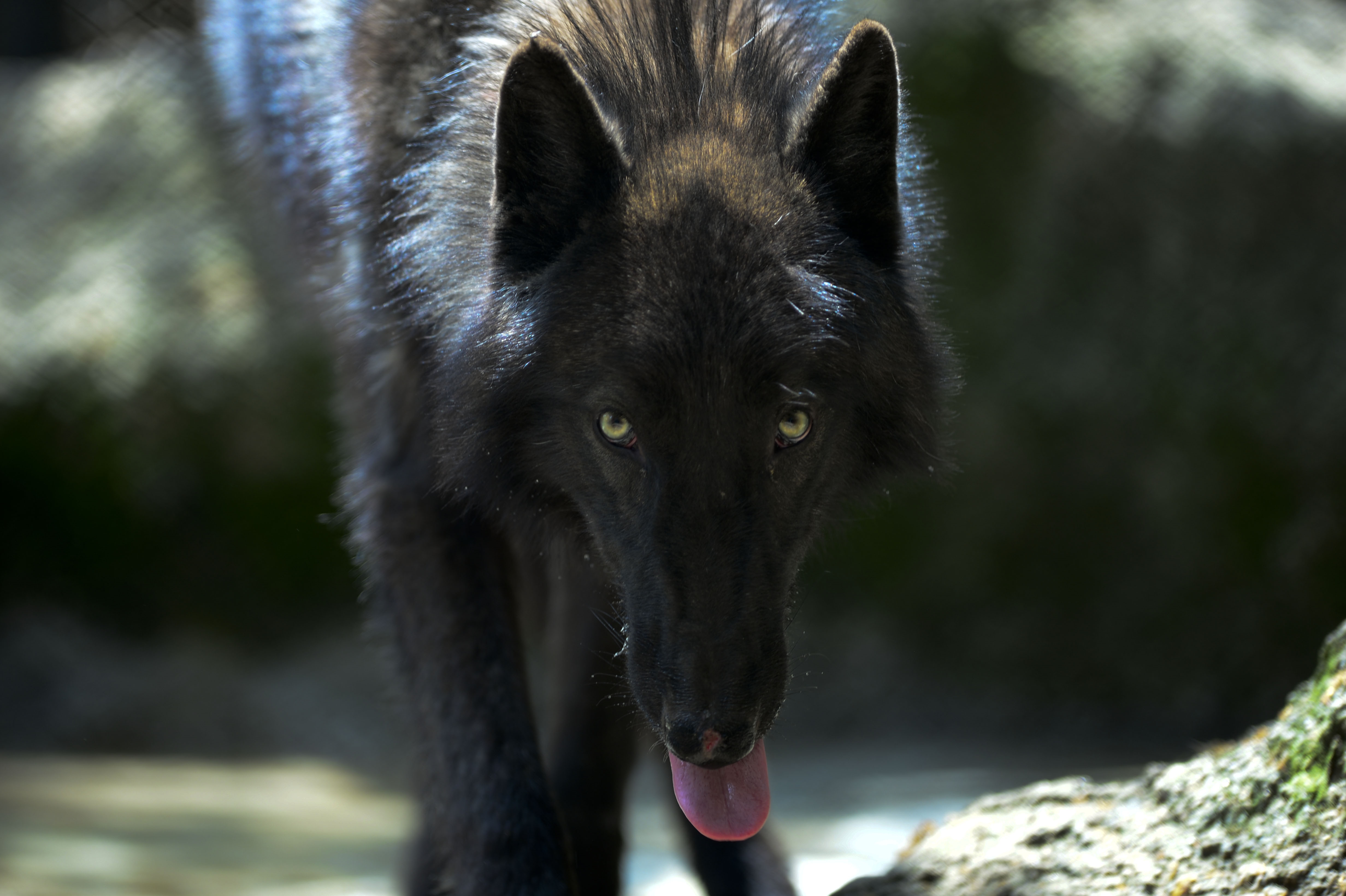 Állami farkasközpontot nyit a német kormány